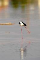 Amazing birds of Israel, birds of the Holy Land photo