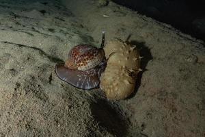 Sea cucumber in the Red Sea Colorful and beautiful, Eilat Israel photo