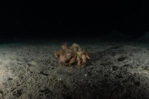 Hermit Crab in the Red Sea Colorful and beautiful, Eilat Israel photo