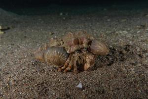 Hermit Crab in the Red Sea Colorful and beautiful, Eilat Israel photo