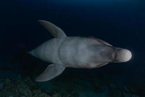 Dolphin swimming in the Red Sea, Eilat Israel photo