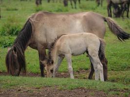 wild horses on a meadow in germany photo