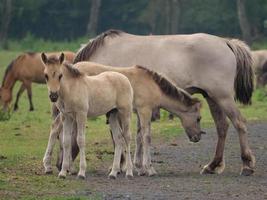 caballos salvajes en un prado en alemania foto