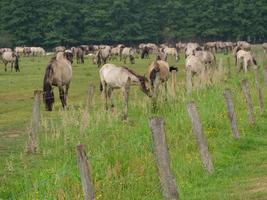 muchos caballos salvajes en alemania foto