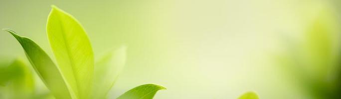 primer plano de la vista de la naturaleza hoja verde sobre fondo verde borroso bajo la luz del sol con bokeh y espacio de copia utilizando como fondo el paisaje de plantas naturales, concepto de cubierta ecológica. foto