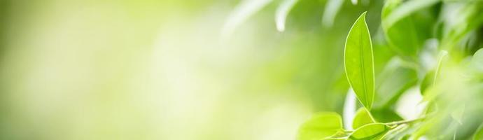 primer plano de la vista de la naturaleza hoja verde sobre fondo verde borroso bajo la luz del sol con bokeh y espacio de copia utilizando como fondo el paisaje de plantas naturales, concepto de cubierta ecológica. foto