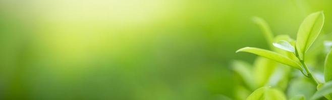 Close up of nature view green leaf on blurred greenery background under sunlight with bokeh and copy space using as background natural plants landscape, ecology cover concept. photo