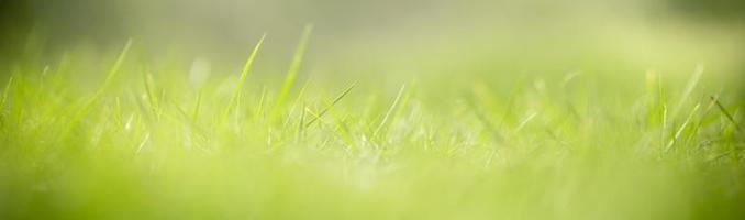 primer plano de la vista de la naturaleza hoja de hierba verde sobre fondo verde borroso bajo la luz del sol con bokeh y espacio de copia utilizando como fondo el paisaje de plantas naturales, concepto de cubierta ecológica. foto