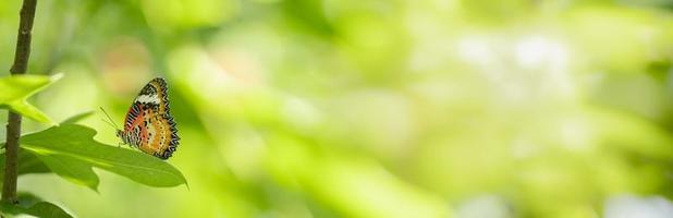 cerrar la vista de la naturaleza de la mariposa naranja sobre fondo verde borroso en el jardín con espacio de copia usando como insecto de fondo, paisaje natural, ecología, concepto de portada fresca. foto
