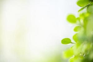 Close up of nature view green leaf on blurred greenery background under sunlight with bokeh and copy space using as background natural plants landscape, ecology wallpaper concept. photo