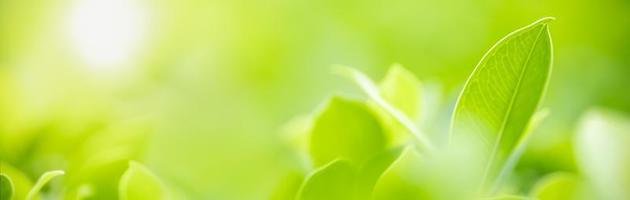 primer plano de la vista de la naturaleza hoja verde sobre fondo verde borroso bajo la luz del sol con bokeh y espacio de copia utilizando como fondo el paisaje de plantas naturales, concepto de cubierta ecológica. foto