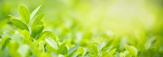 Close up of nature view green leaf on blurred greenery background under sunlight with bokeh and copy space using as background natural plants landscape, ecology cover concept. photo