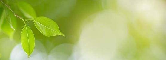 primer plano de la vista de la naturaleza hoja verde sobre fondo verde borroso bajo la luz del sol con bokeh y espacio de copia utilizando como fondo el paisaje de plantas naturales, concepto de cubierta ecológica. foto