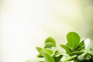 Close up of nature view green leaf on blurred greenery background under sunlight with bokeh and copy space using as background natural plants landscape, ecology wallpaper concept. photo