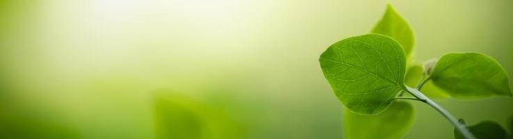 primer plano de la vista de la naturaleza hoja verde sobre fondo verde borroso bajo la luz del sol con bokeh y espacio de copia utilizando como fondo el paisaje de plantas naturales, concepto de cubierta ecológica. foto