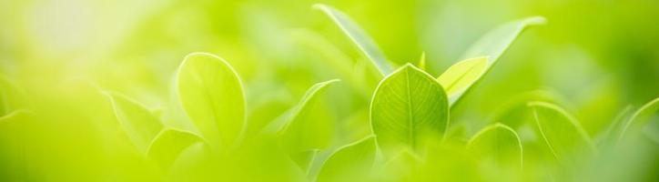 primer plano de la vista de la naturaleza hoja verde sobre fondo verde borroso bajo la luz del sol con bokeh y espacio de copia utilizando como fondo el paisaje de plantas naturales, concepto de cubierta ecológica. foto