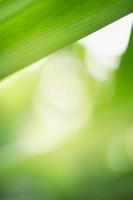 Close up of nature view green leaf on blurred greenery background under sunlight with bokeh and copy space using as background natural plants landscape, ecology wallpaper concept. photo