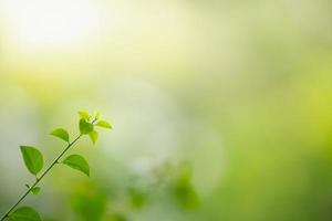 primer plano de la vista de la naturaleza hoja verde sobre fondo verde borroso bajo la luz del sol con bokeh y espacio de copia utilizando como fondo el paisaje de plantas naturales, concepto de papel tapiz ecológico. foto