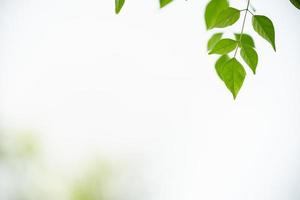 primer plano de la vista de la naturaleza hoja verde en el cielo blanco y fondo verde borroso bajo la luz del sol con bokeh y espacio de copia utilizando como fondo el paisaje de plantas naturales, concepto de papel tapiz ecológico. foto