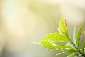 primer plano de la vista de la naturaleza hoja verde sobre fondo verde borroso bajo la luz del sol con bokeh y espacio de copia utilizando como fondo el paisaje de plantas naturales, concepto de papel tapiz ecológico. foto