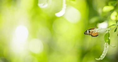 Close up nature view of orange butterfly on blurred background in garden with copy space using as background insect, natural landscape, ecology, fresh cover page concept. photo