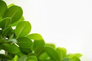 Close up of nature view green leaf on blurred greenery background under sunlight with bokeh and copy space using as background natural plants landscape, ecology wallpaper concept. photo