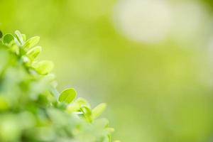 primer plano de la vista de la naturaleza hoja verde sobre fondo verde borroso bajo la luz del sol con bokeh y espacio de copia utilizando como fondo el paisaje de plantas naturales, concepto de papel tapiz ecológico. foto