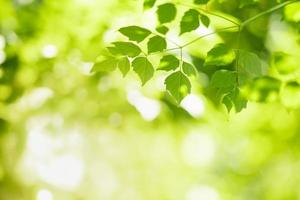 Close up of nature view green leaf on blurred greenery background under sunlight with bokeh and copy space using as background natural plants landscape, ecology wallpaper concept. photo