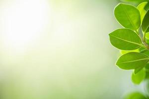 Close up of nature view green leaf on blurred greenery background under sunlight with bokeh and copy space using as background natural plants landscape, ecology wallpaper concept. photo