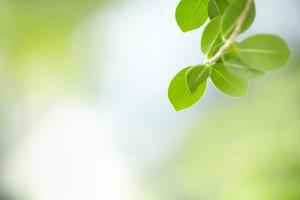 Close up of nature view green leaf on blurred greenery background under sunlight with bokeh and copy space using as background natural plants landscape, ecology wallpaper concept. photo