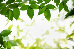 Close up of nature view green leaf on blurred greenery background under sunlight with bokeh and copy space using as background natural plants landscape, ecology wallpaper concept. photo