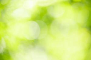 Abstract blurred out of focus and blurred green leaf background under sunlight with bokeh and copy space using as background natural plants landscape, ecology wallpaper concept. photo