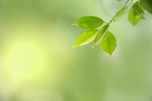 primer plano de la vista de la naturaleza hoja verde sobre fondo verde borroso bajo la luz del sol con bokeh y espacio de copia utilizando como fondo el paisaje de plantas naturales, concepto de papel tapiz ecológico. foto