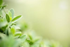 Close up of nature view green leaf on blurred greenery background under sunlight with bokeh and copy space using as background natural plants landscape, ecology wallpaper concept. photo
