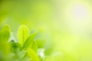Close up of nature view green leaf on blurred greenery background under sunlight with bokeh and copy space using as background natural plants landscape, ecology wallpaper concept. photo