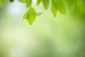 Close up of nature view green leaf on blurred greenery background under sunlight with bokeh and copy space using as background natural plants landscape, ecology wallpaper concept. photo