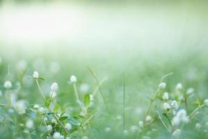 Close up of nature view mini white flower and grass on blurred green leaf background under sunlight with bokeh and copy space using as background natural plants landscape, ecology wallpaper concept. photo