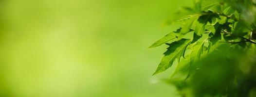 Closeup of beautiful nature view green leaf on blurred greenery background in garden with copy space using as background cover page concept. photo