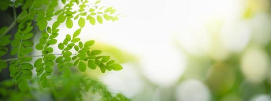 Closeup of beautiful nature view green leaf on blurred greenery background in garden with copy space using as background cover page concept. photo