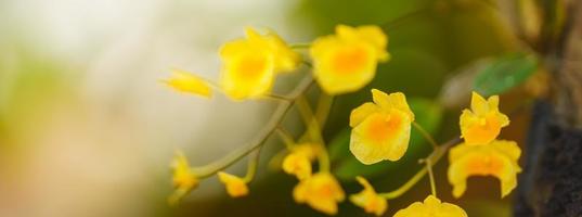 Closeup of yellow orchid flower and green leaf under sunlight with copy space using as background natural plants landscape, ecology cover page concept. photo