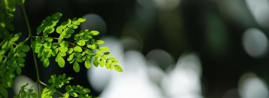 Closeup of beautiful nature view green leaf on blurred greenery and shadow background in garden with copy space using as background cover page concept. photo