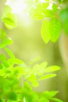 hermosa naturaleza vista hoja verde sobre fondo verde borroso bajo la luz del sol con bokeh y espacio de copia utilizando como fondo el paisaje de plantas naturales, concepto de papel tapiz ecológico. foto