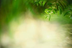 hermosa naturaleza vista hoja verde sobre fondo verde borroso bajo la luz del sol con bokeh y espacio de copia utilizando como fondo el paisaje de plantas naturales, concepto de papel tapiz ecológico. foto