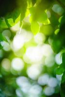 Beautiful nature view green leaf on blurred greenery background under sunlight with bokeh and copy space using as background natural plants landscape, ecology wallpaper concept. photo