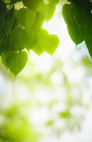 hermosa naturaleza vista hoja verde sobre fondo verde borroso bajo la luz del sol con bokeh y espacio de copia utilizando como fondo el paisaje de plantas naturales, concepto de papel tapiz ecológico. foto