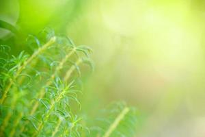 hermosa naturaleza vista hoja verde sobre fondo verde borroso bajo la luz del sol con bokeh y espacio de copia utilizando como fondo el paisaje de plantas naturales, concepto de papel tapiz ecológico. foto