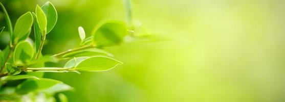 Closeup of beautiful nature view green leaf on blurred greenery background in garden with copy space using as background cover page concept. photo