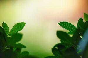 hermosa naturaleza vista hoja verde sobre fondo verde borroso bajo la luz del sol con bokeh y espacio de copia utilizando como fondo el paisaje de plantas naturales, concepto de papel tapiz ecológico. foto