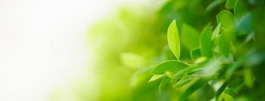 Closeup of beautiful nature view green leaf on blurred greenery background in garden with copy space using as background cover page concept. photo