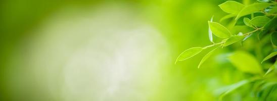 primer plano de la hermosa vista de la naturaleza hoja verde sobre fondo verde borroso en el jardín con espacio de copia utilizando como concepto de página de portada de fondo. foto